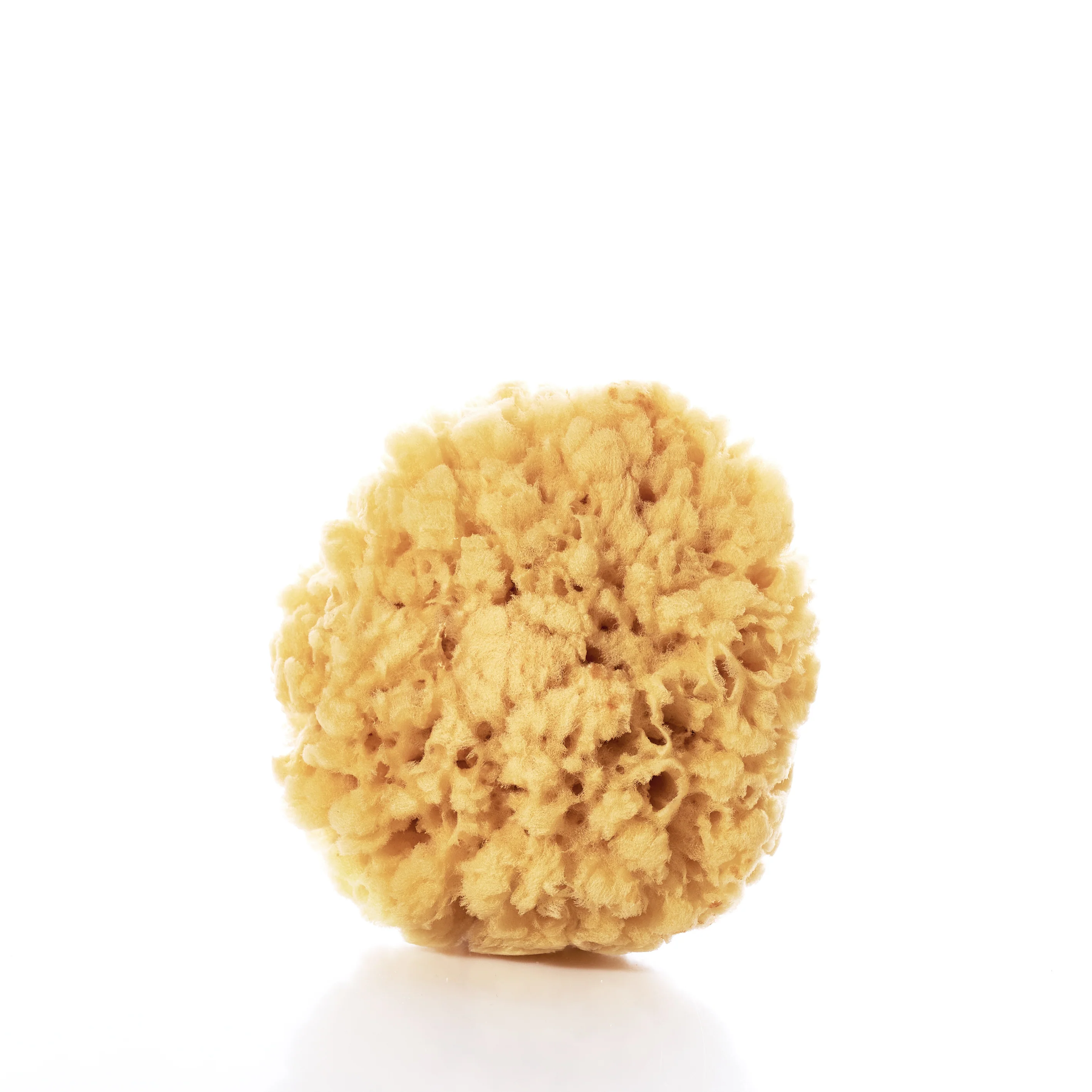 Natural Sea Sponge